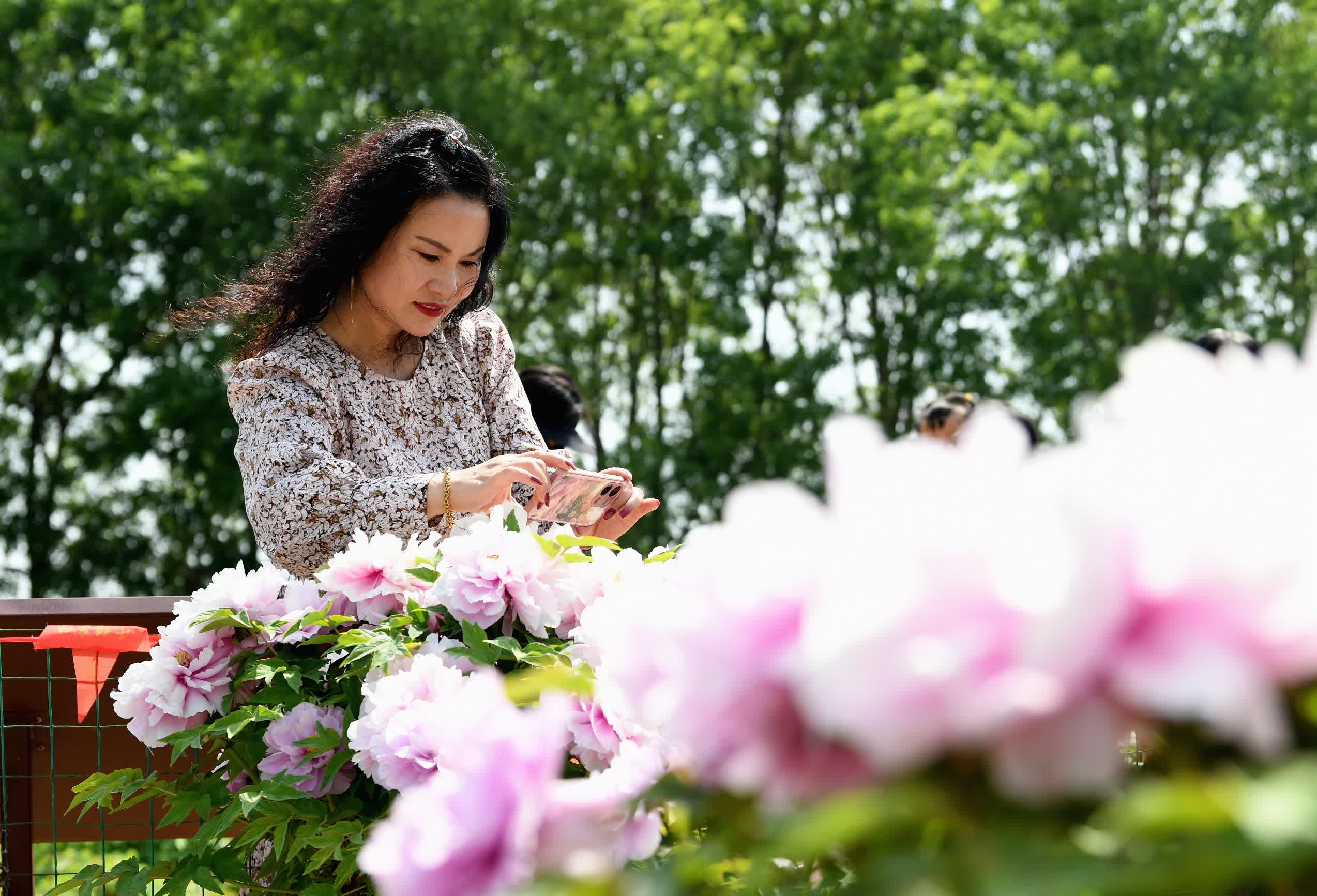 4月26日，遊客在阜城縣牡丹觀光園內拍照。（新(xīn)華社）