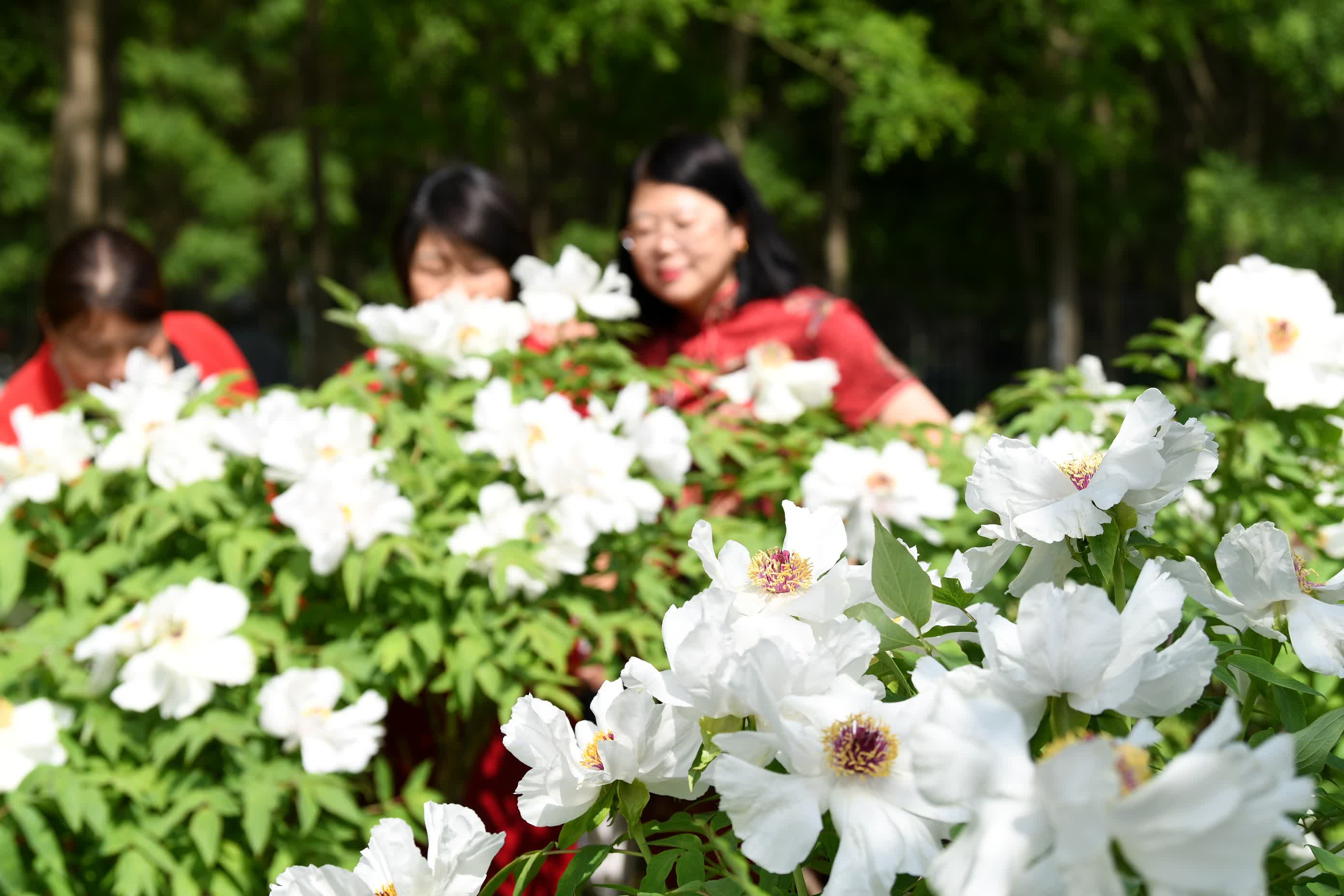 4月26日，遊客在阜城縣牡丹觀光園內賞花(huā)。（新(xīn)華社）