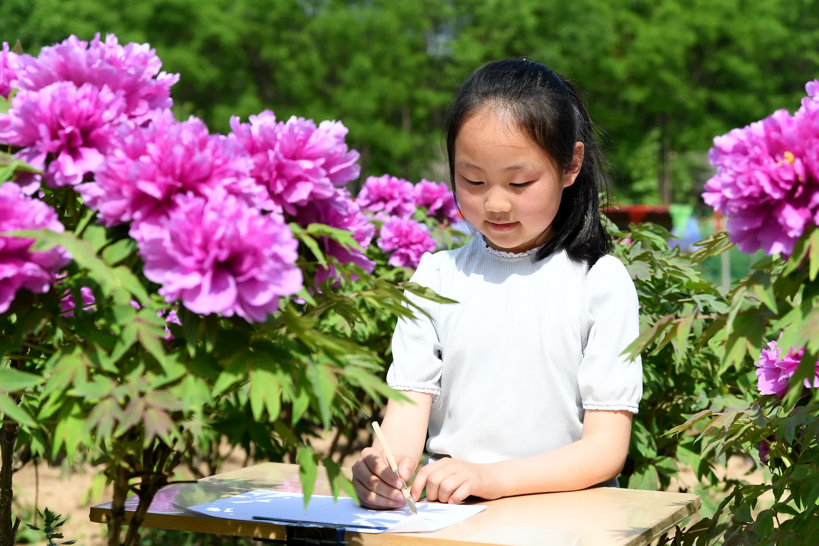 4月26日，小(xiǎo)朋友在阜城縣牡丹觀光園內寫生。（新(xīn)華社）