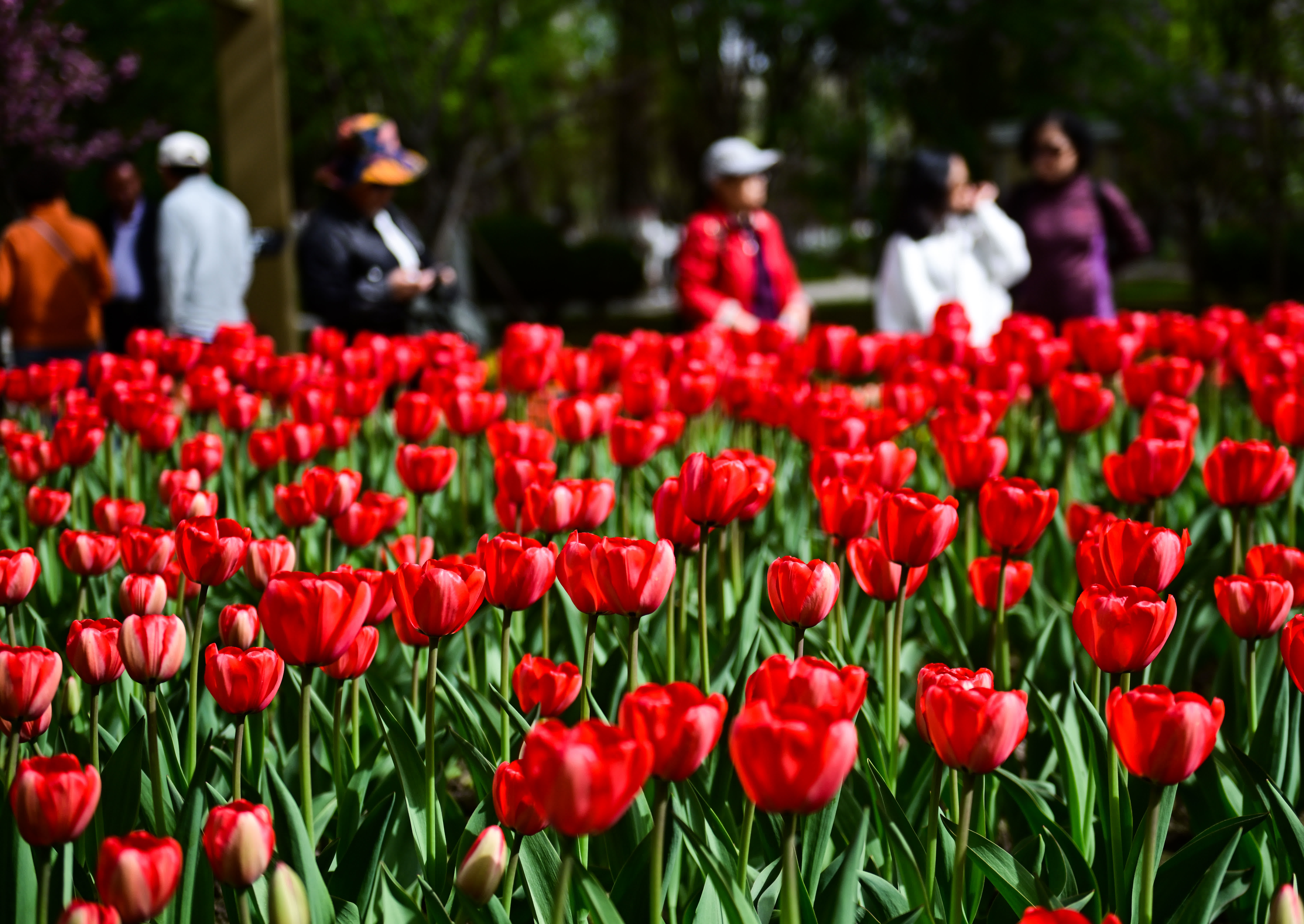 4月27日，市民(mín)在青海省西寧市人民(mín)公園內賞花(huā)。（新(xīn)華社）