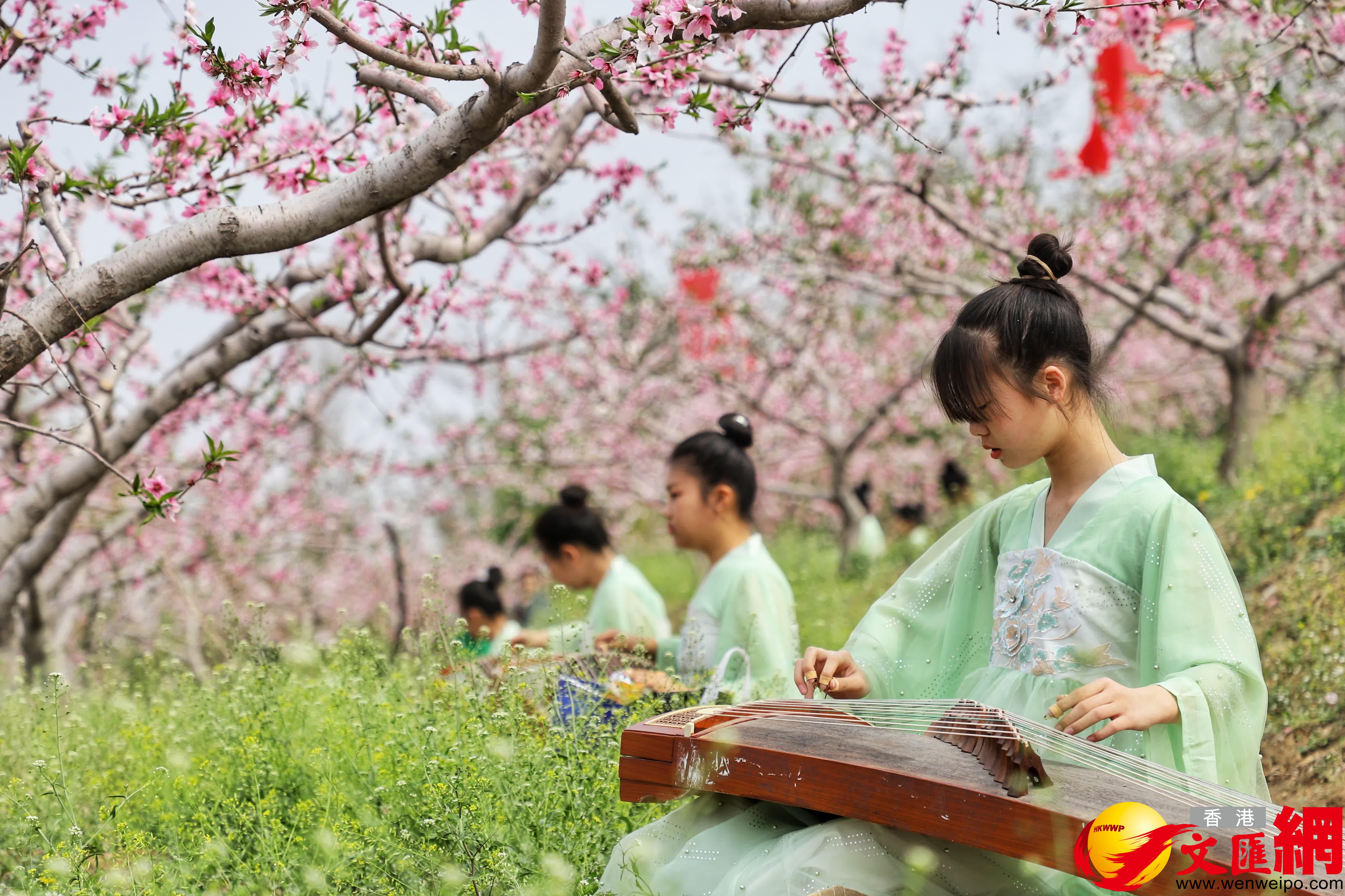 桃花(huā)林中國潮古箏展演。（記者宋偉攝）