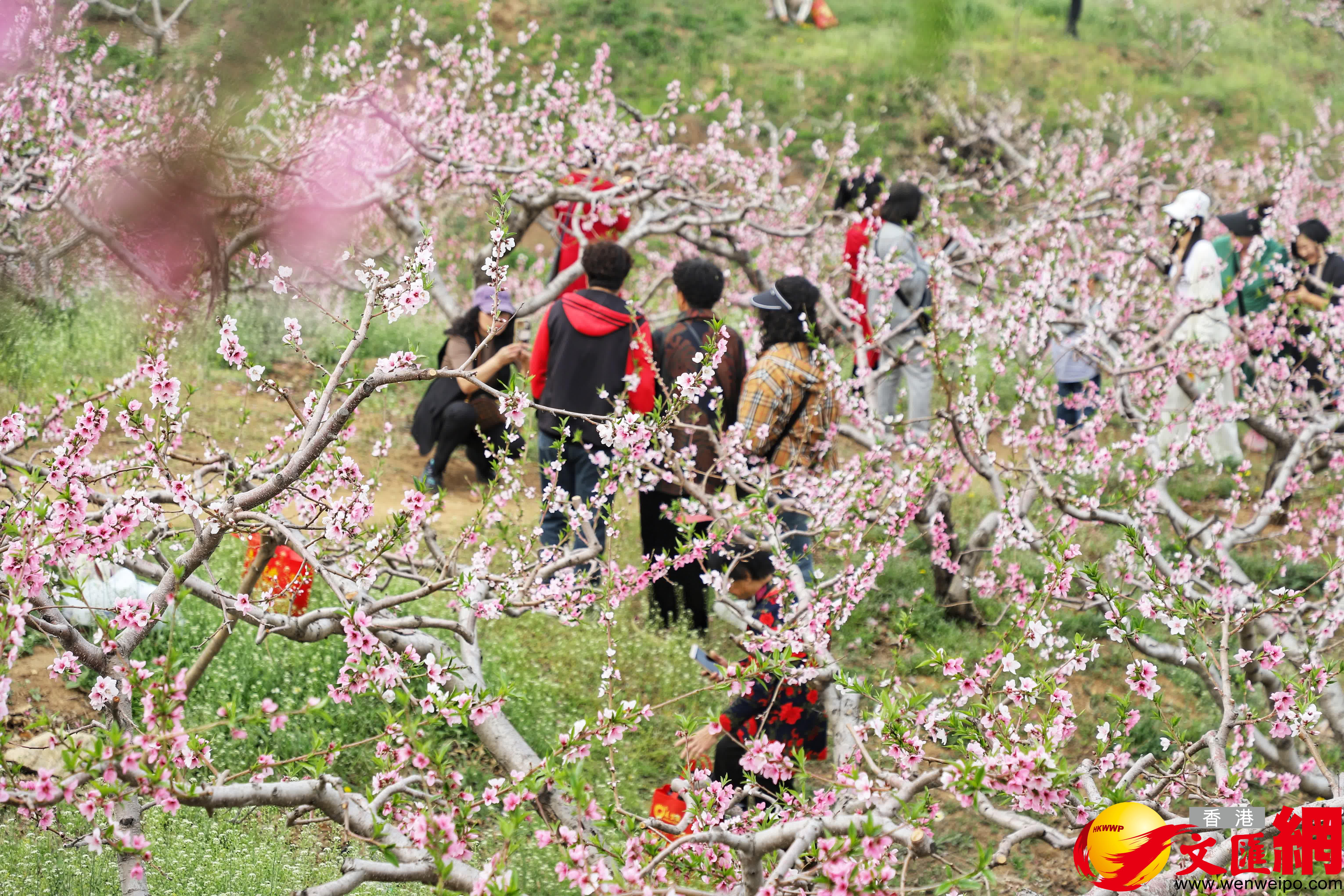 遊客在桃花(huā)林中拍照打卡。（記者宋偉攝）