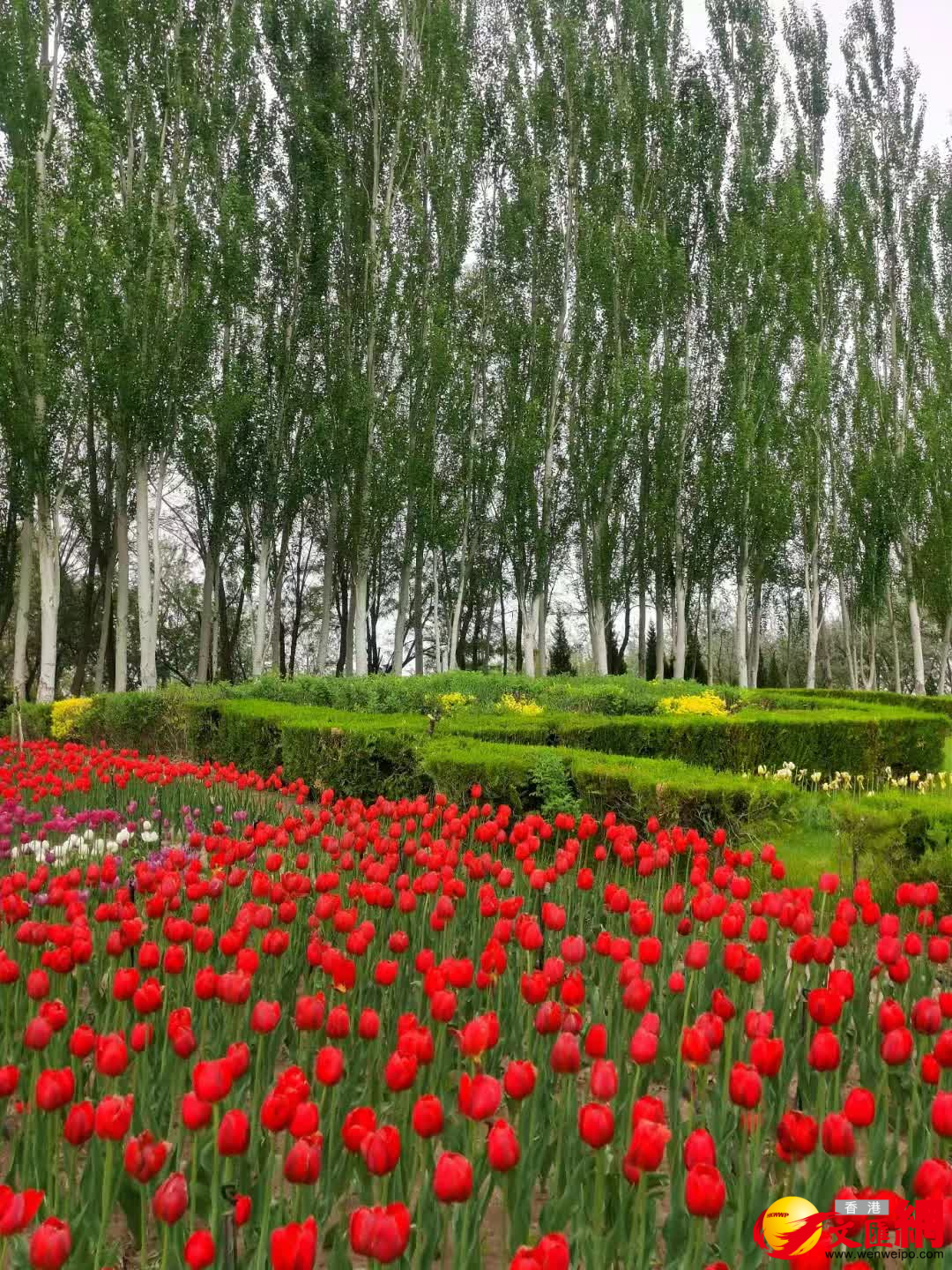 銀川花(huā)博園紅、白、黃、等各種顏色的鬱金香成片開放甚是壯觀。（記者王尚勇攝）