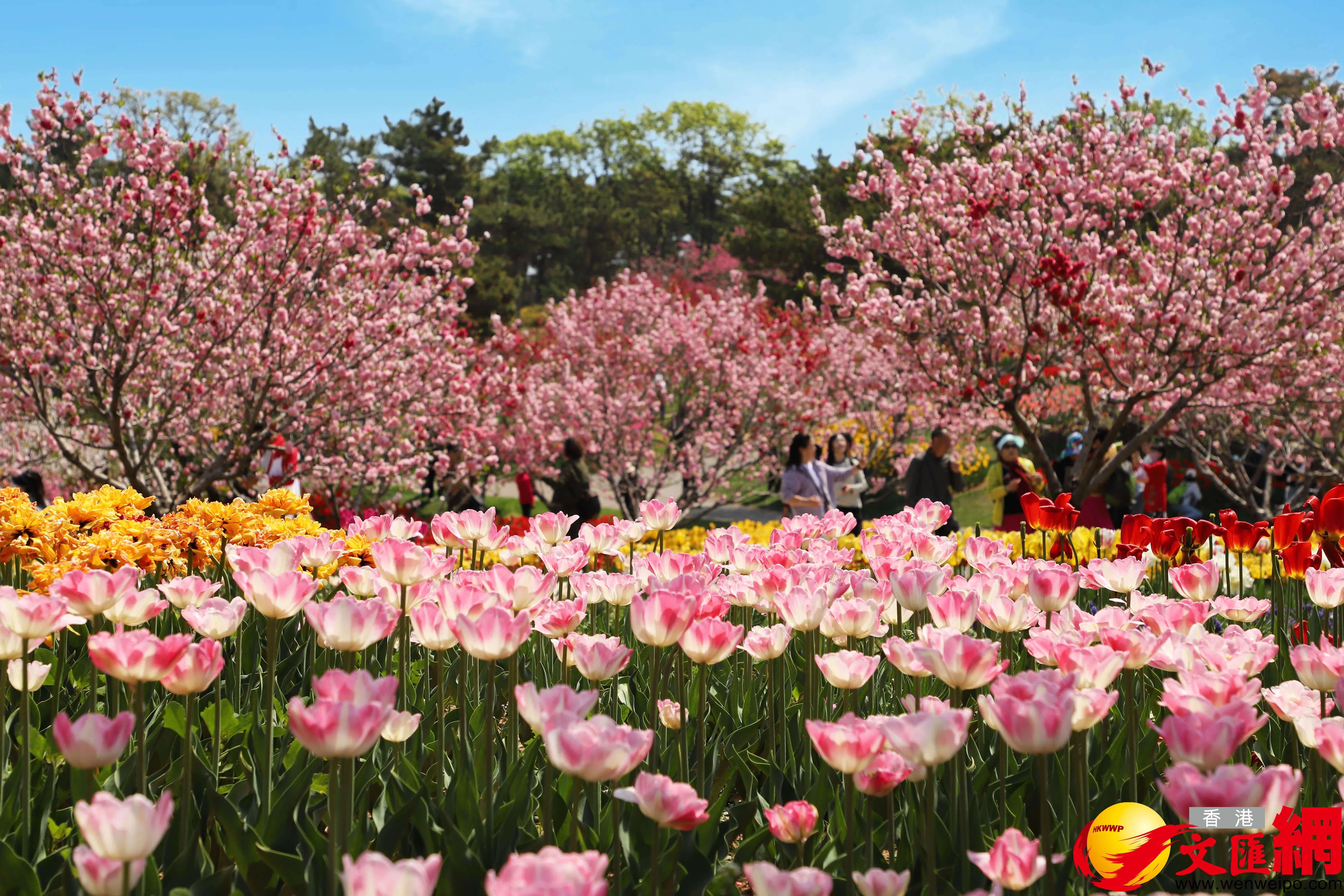 遊客漫步在鬱金香花(huā)叢中（記者宋偉攝）