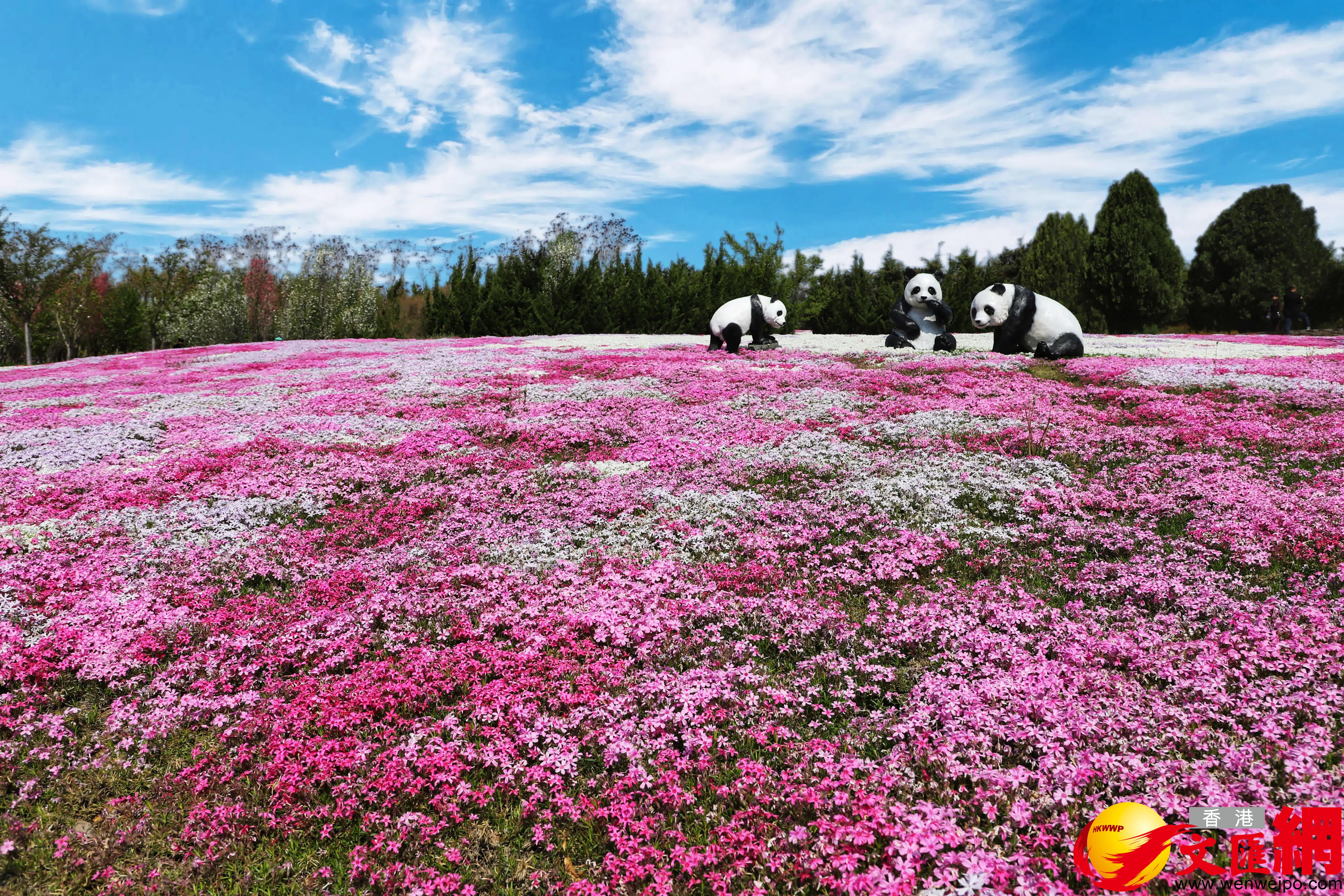 園區內種植的芝櫻花(huā)漫山(shān)遍野（記者宋偉攝）